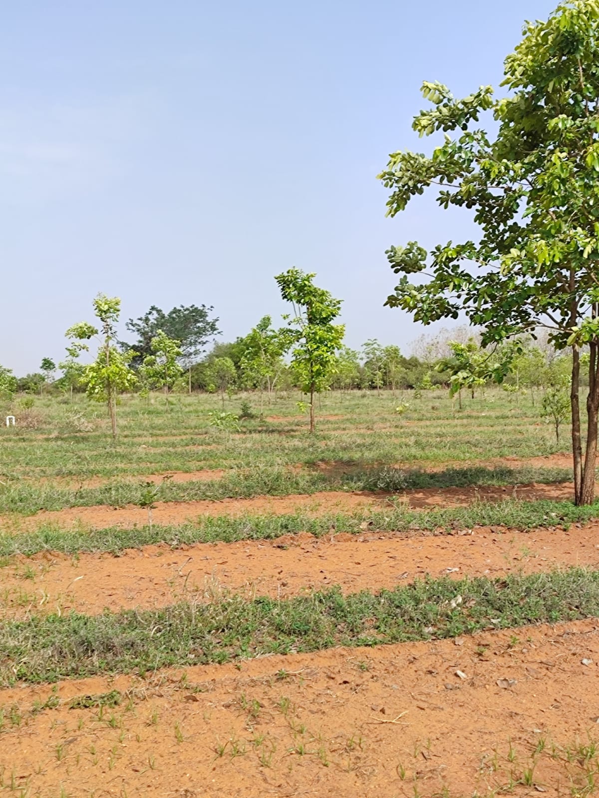 Sri Varahi Real Estate 